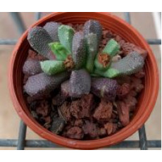 Stomatium Alboroseum SB1216 - Plant